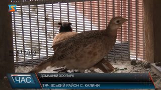 Житель Тячівщини облаштував вдома етнографічний музей і ферму екзотичних птахів (ВІДЕО)