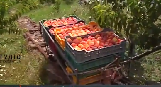 На Чорній горі на Виноградівщині персики транспортують донизу у спеціальних візочках по рейках (ВІДЕО)