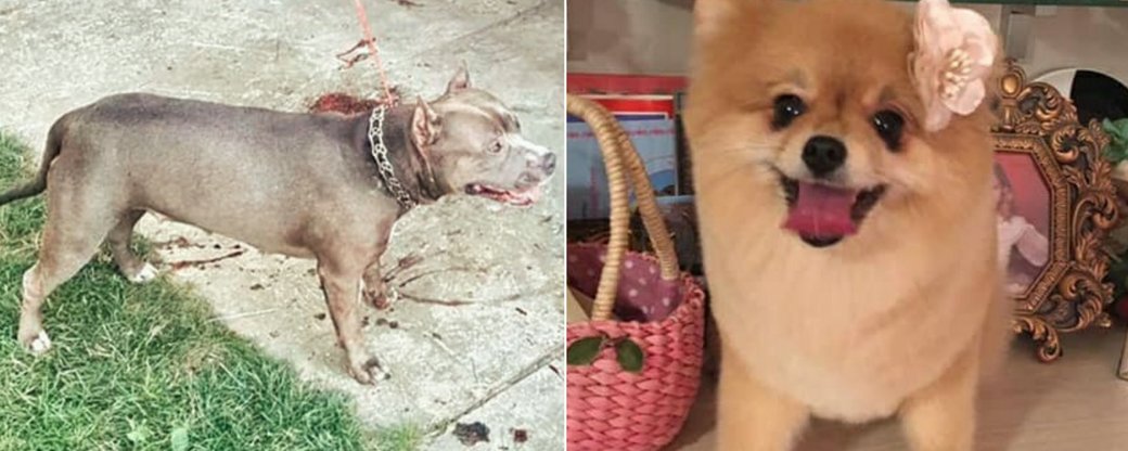 Власниця бійцівського собаки, що в Ужгороді загриз маленького песика, має сплатити 51 грн штрафу (ВІДЕО)