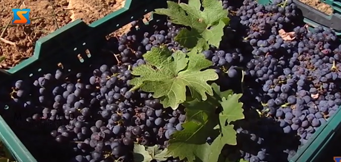 Сезон збору винограду на Закарпатті цьогоріч запізнився на 2 тижні (ВІДЕО)