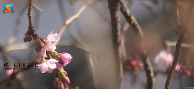 У Мукачеві знову квітне "шалена сакура" (ВІДЕО)