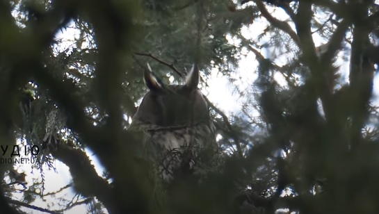 На Берегівщині можна поспостерігати за вухатими совами в онлайн трансляції (ВІДЕО)