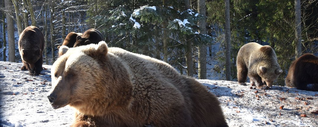 У Центрі реабілітації бурих ведмедів на Закарпатті почали прокидатися перші клишоногі (ФОТО)