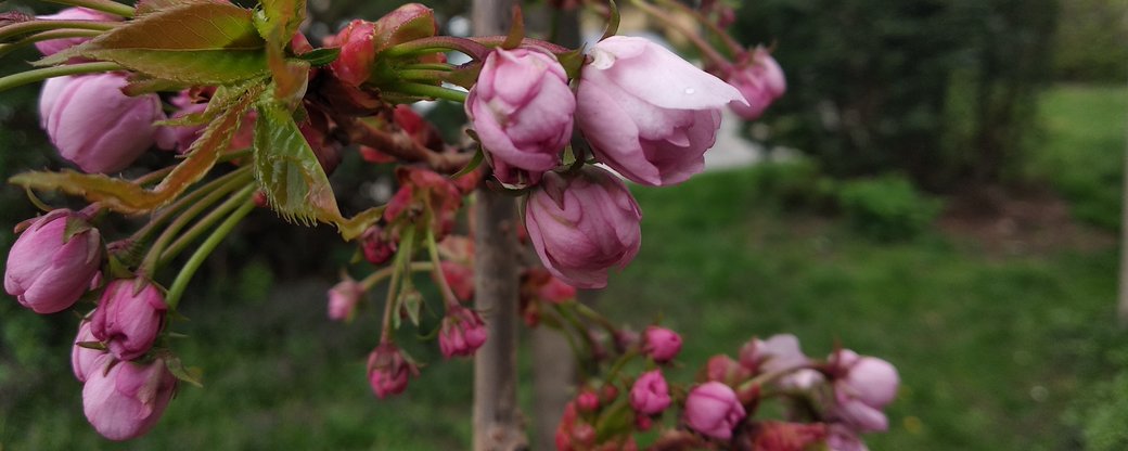 В Ужгороді починають масово цвісти сакури (ФОТО)
