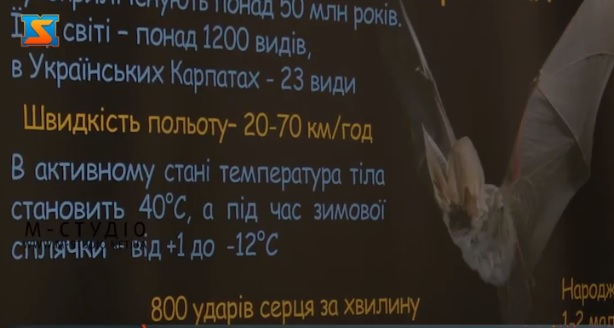 В Ужгороді відкрили виставку, присвячену кажанам (ВІДЕО)