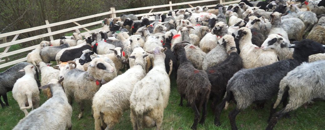 300 овець на полонину провели у Чорній Тисі на Рахівщині (ФОТО, ВІДЕО)