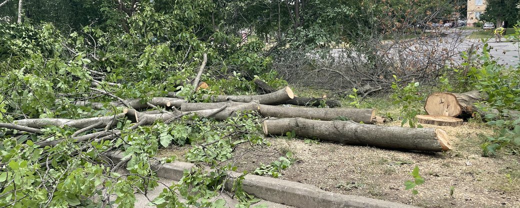 Влада каже, що дерева на вулиці Легоцького в Ужгороді вирубали заради велодоріжки (ФОТО, ВІДЕО)