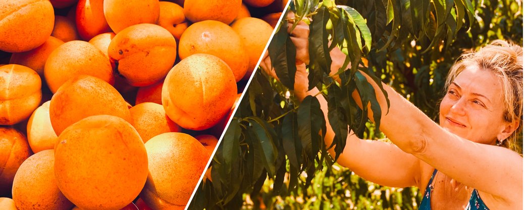 Самостійно збирати персики та абрикоси можуть відвідувачі фермерського господарства на Ужгородщині (ФОТО, ВІДЕО)