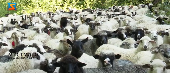 З кожним роком поголів'я овець на полонинах Закарпаття скорочується: все менше горян готові займатися вівчарством (ВІДЕО)