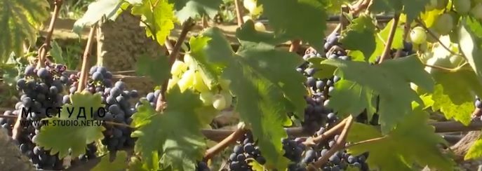 Винороби Закарпаття тішаться, що врожай винограду цього року видався значно кращим, аніж торік (ВІДЕО)