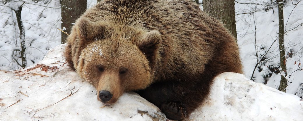 16 ведмедів залягли у зимову сплячку у Реабілітаційному центрі на Закарпатті (ФОТО)