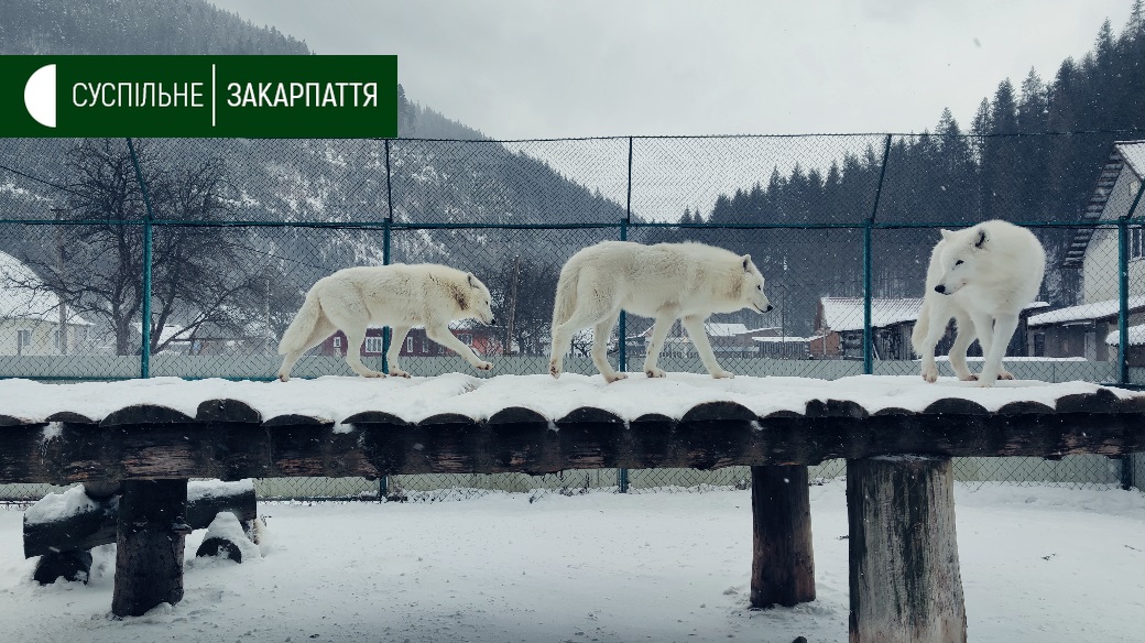 За тиждень тварини "Долини вовків" з’їдають до 500 кг м’яса та півтори тонни сіна (ФОТО, ВІДЕО)