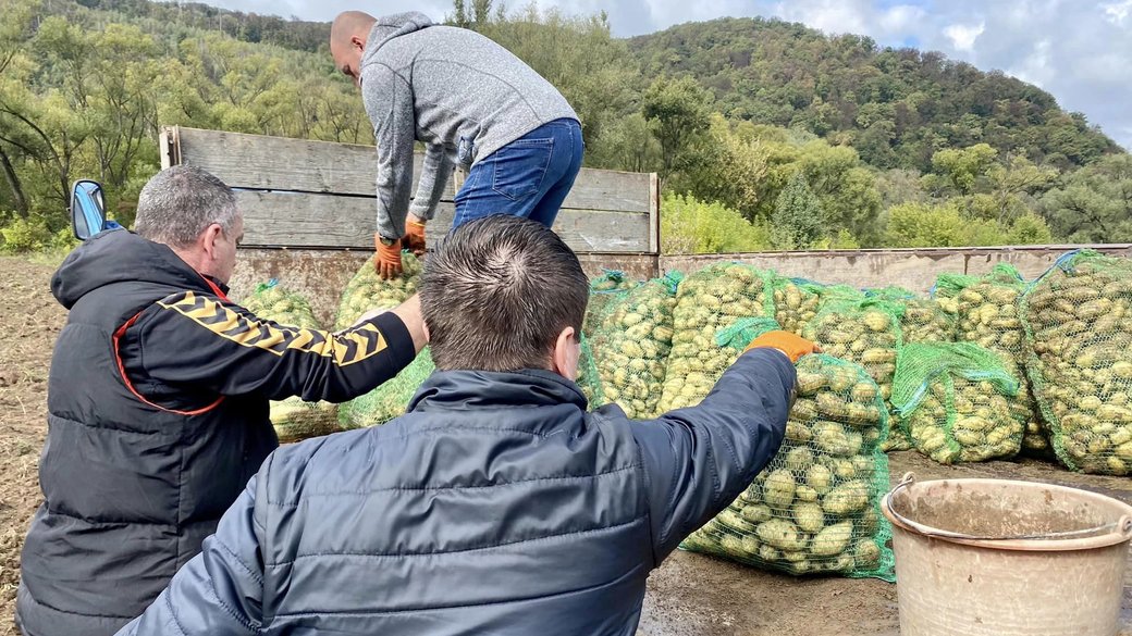 Майже 10 тонн картоплі для переселенців зібрали у селі в Ужгородському районі (ФОТО, ВІДЕО)