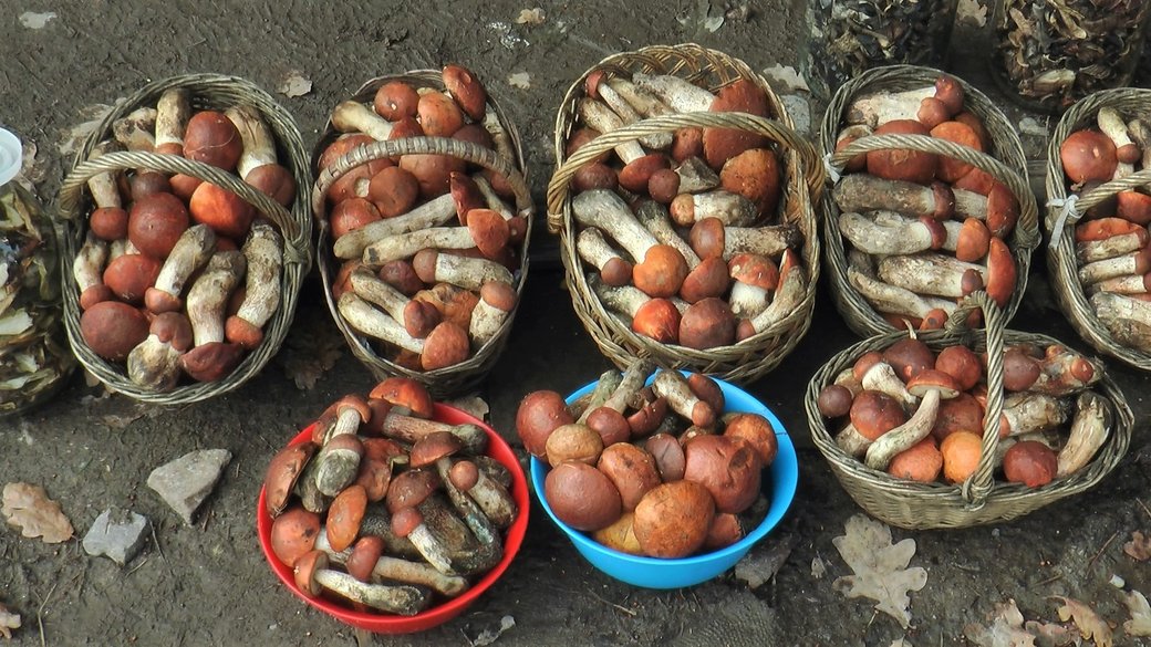 За кілограм білих грибів на ринках Ужгорода правлять дві сотні гривень (ФОТО, ВІДЕО)