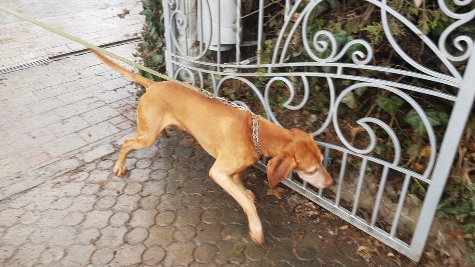 Двох собак отруїли в Ужгороді в мікрорайоні Шахта. У місті невідомі розкидали отруту (ФОТО, ВІДЕО)