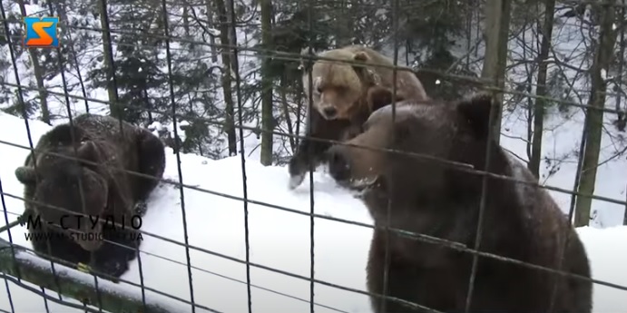 У реабілітаційному центрі бурих ведмедів на Закарпатті більшість клишоногих пішли зимувати (ВІДЕО)
