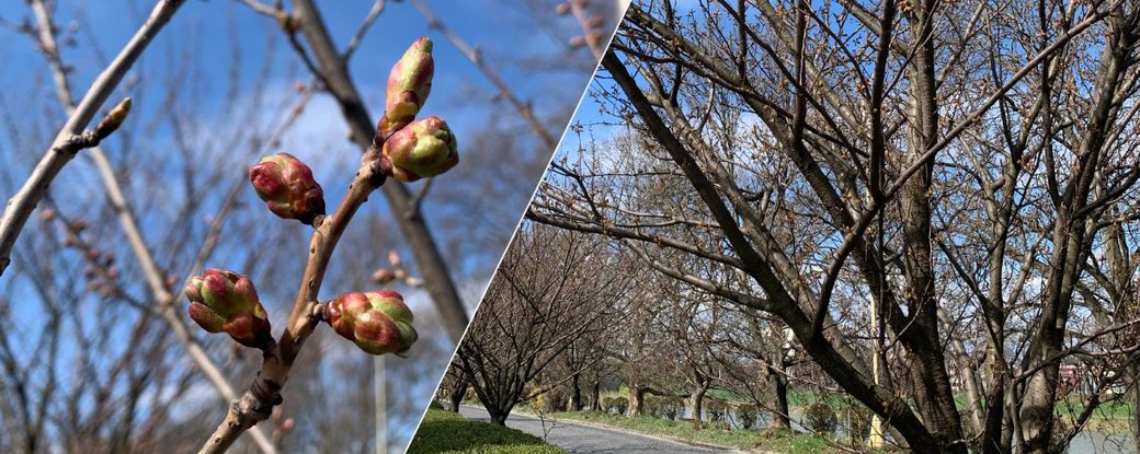 Цвітіння сакур в Ужгороді прогнозують з 22 квітня (ФОТО)
