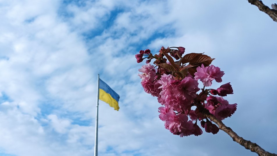 В Ужгороді квітне близько 2 тисяч сакур (ФОТО)