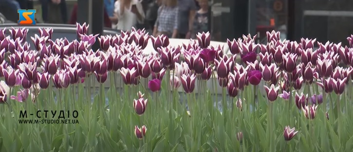 Близько 30 тисяч тюльпанів квітнуть в Ужгороді