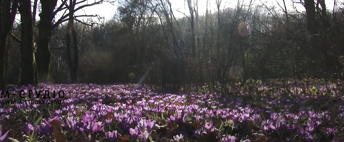 У дендропарку Березинка на Мукачівщині квітнуть шафрани (ВІДЕО)