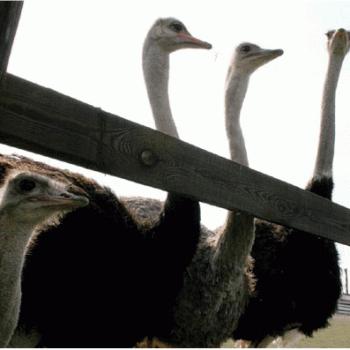 На околиці Мукачева з'явилися африканські страуси (ФОТО)