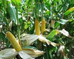 На Сумщині фермер відмовився від претензій до пенсіонера-закарпатця, що вкрав 550 кг кукурудзи
