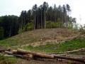 За незаконні рубки дерев закарпатські екологи оштрафували ДП “Рахівське ЛДГ”