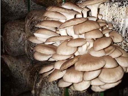 У закарпатця гриби виросли... в кориті (ФОТО)