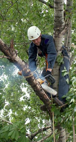 В Ужгородіі аварійні дерева зрізатимуть МНСники