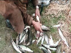 На Закарпатті інспектори рибоохорони затримали 45 порушників природоохоронного законодавства