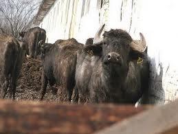 Вікову традицію розведення буйволів на Закарпатті відроджує німецький фермер