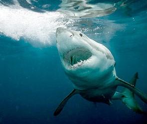 У Єгипті турист випадково вбив акулу-людожерку, придавивши її своїм задом