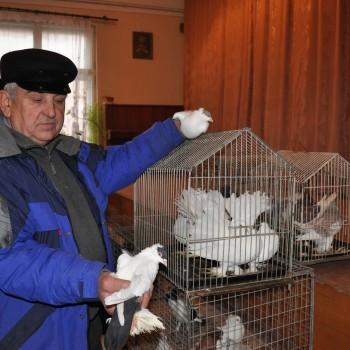 В Мукачеві провели виставку голубів