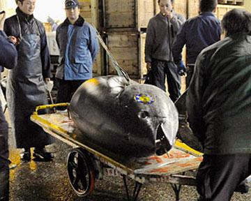 У Японії тунець був проданий за рекордну суму 