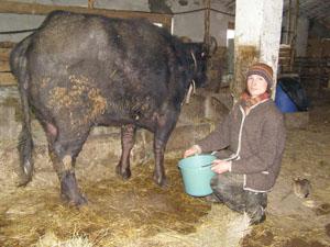 Німецькому екологу Мішелю Якобі найбільше подобається сало та молоко закарпатських буйволиць