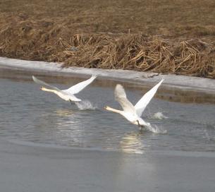 На розчищеній ділянці каналу Чаронда-Латориця оселилося 16 лебедів (ФОТО)