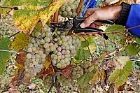 На Берегівщині відбудеться Міжнародна конференція з питань виноградарства і виноробства 