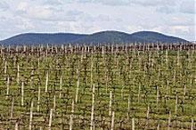 Закарпатські виноградники внесуть до державного кадастру