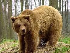 На Закарпатті створять реабілітаційний центр для бурих ведмедів
