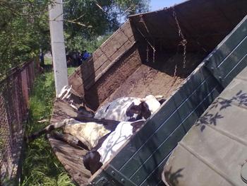 На Закарпатті у жителя Львівщини викрали вантажівку з коровами