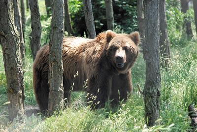 У Національному природному парку «Синевир» створюють реабілітаційний центр для ведмедів