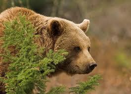 Німці дякують Україні за реабілітацію ведмедів у Нацпарку «Синевир»