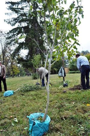 У Мукачеві сьогодні висадили півтори сотні нових дерев (ФОТО)